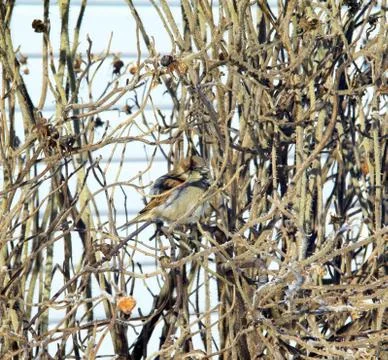 Sparrow in rosehip branches Stock Photos