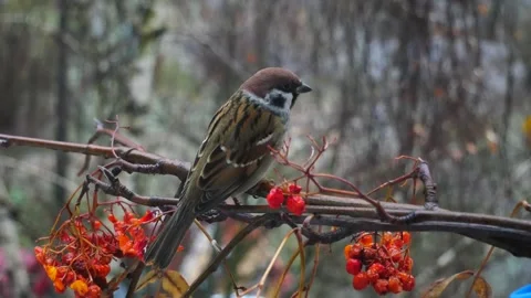 Sparrow on a rowan branch in winter. 스톡 동영상 295032894