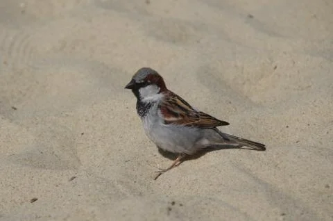 Sparrow on sand Stock Photos