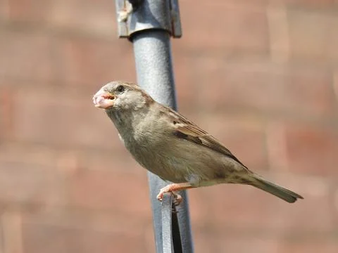 Sparrow with seed in beak Stock Photos