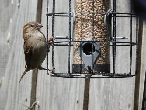 Sparrow on seed feeder Stock Photos