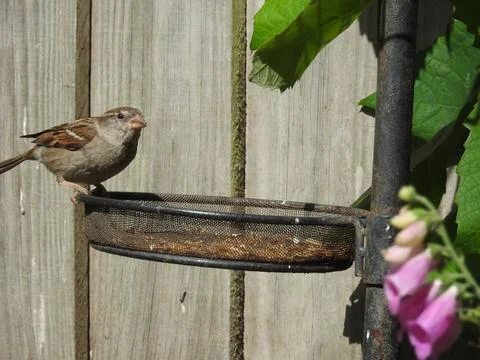 Sparrow on seed feeder Stock Photos
