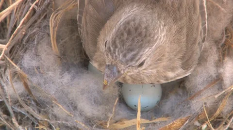 Sparrow settling in on nest. Video stock 29116111
