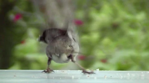 Sparrow - Shustrik, close-up Stock Footage 65654408