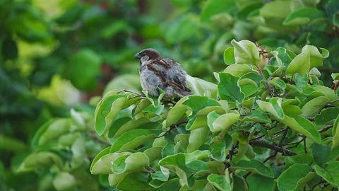 Sparrow singing in the blue hour in the branches of a green leaved tree Stock Footage 345619964