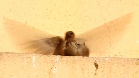 Sparrow sit on a ledge in the wall 스톡 동영상 128034601