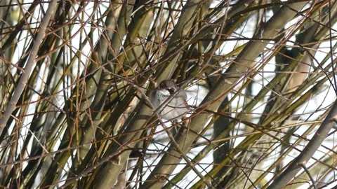 Sparrow sits in the bare branches of a winter pollard willow tree and flies away Stock Footage 148481763
