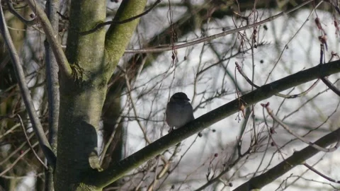 A sparrow sits on a bare winter branch of a tree and flies away Stock Footage 148477861