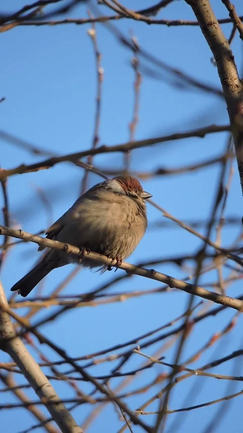 Sparrow sits on a branch and basks in the rays of the evening sun Stock Footage 331929949