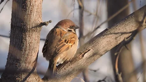 Sparrow sits on a branch and basks in the rays of the evening sun Stock Footage 339639605