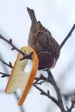 Sparrow sits on the branch and eats the bread Stock Photos