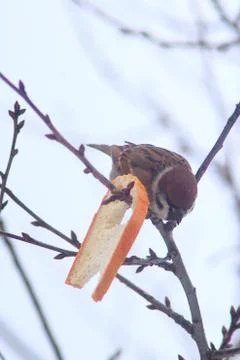 Sparrow sits on the branch and eats the bread Stock Photos