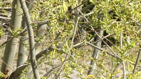 A sparrow sits on a branch and has some nest material in its beak Stock Footage 106629335