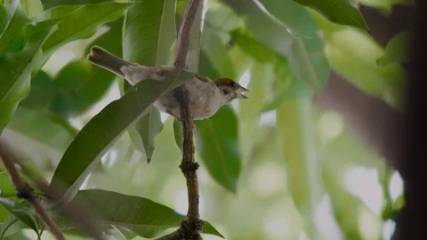 Sparrow sits on branch of a mango tree in tropical Philippines, slow motion Stock Footage 129139058