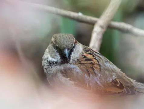 A sparrow sits in a bush relaxing at spring Stock Photos