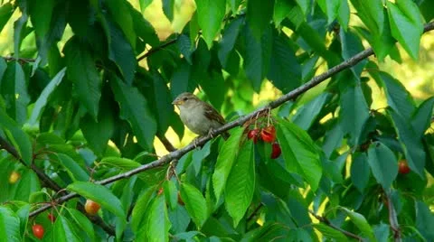 Sparrow sits on a cherry tree branch Stock Footage 11289684
