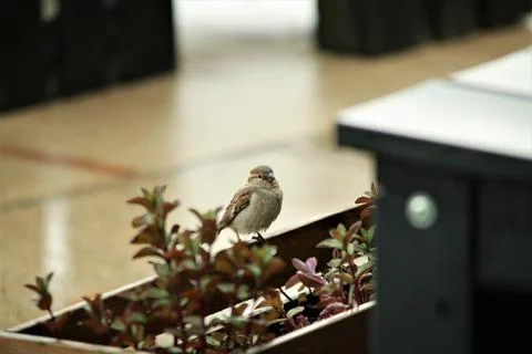 Sparrow sits on a flower box between wooden tables while it is raining Stock Photos