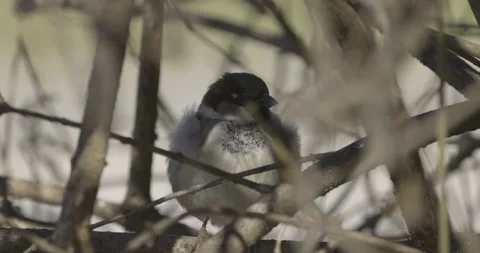 A sparrow sits in a hedge, 4K slomo Stock Footage 237466758