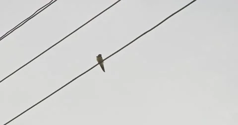 Sparrow sits on a high-voltage line Video stock 137943562