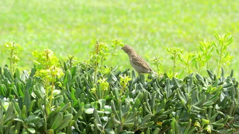 Sparrow sits on the plants in 4k Stock Footage 152734561