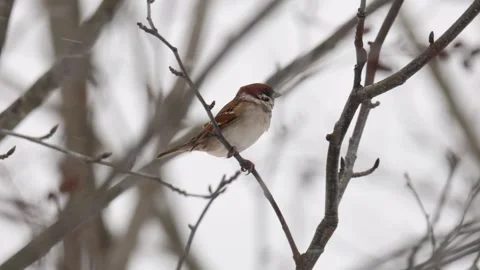 A sparrow sits on a tree branch Stock Footage 299945218