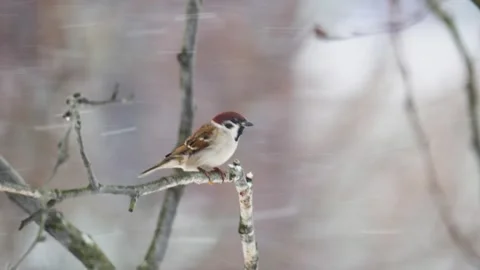 A sparrow sits on a tree branch Vidéo 299945220