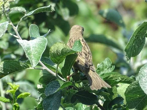 A sparrow sits on a tree branch Fotos de archivo