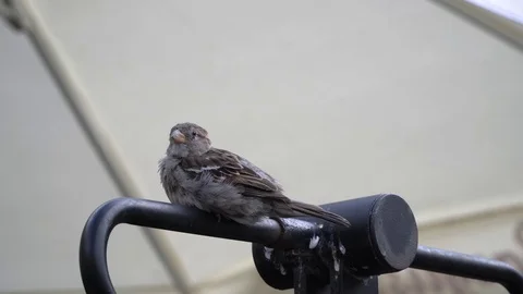 A sparrow sitting and cleaning its feather Stock Footage 78684218
