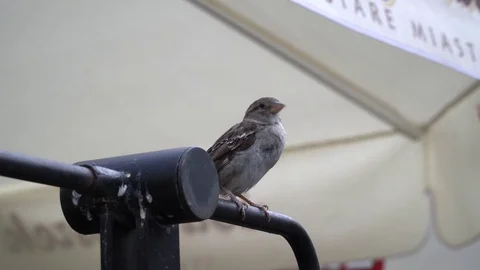 A sparrow sitting and flywing away Stock Footage 78682662
