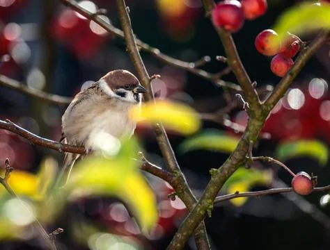 Sparrow sitting on an apple tree Stock Photos