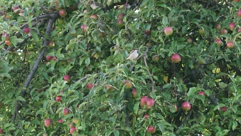 Sparrow sitting in an apple tree in summer Stock Footage 278866422