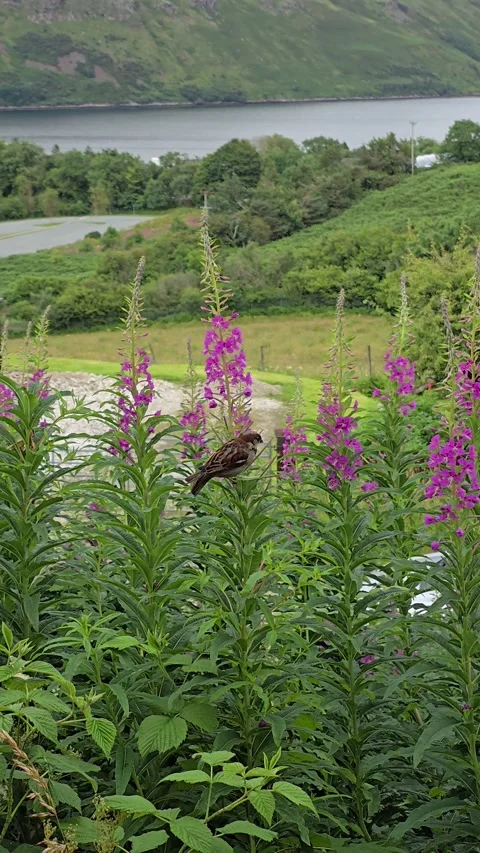 Sparrow sitting on a blooming fireweed flower Stock Footage 334767826