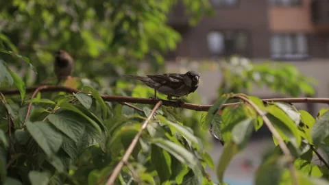 Sparrow sitting on a branch. Stock Footage 123001907