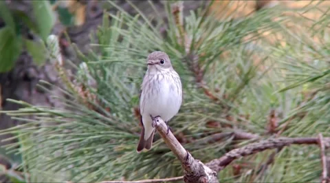 Sparrow sitting on branch Stock Footage 335662050