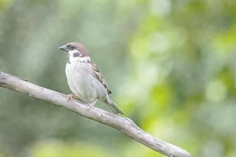 Sparrow sitting on a branch Stock Photos