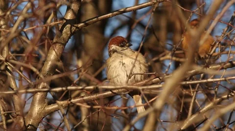 Sparrow sitting on a branch in the rays of winter sun and preens Stock Footage 58965972