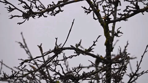 Sparrow sitting on a branch takes off to flight Stock Footage 331088071
