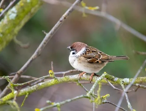 Sparrow sitting on the branch of a tree Stock Photos