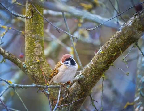 Sparrow sitting on the branch of a tree Stock Photos