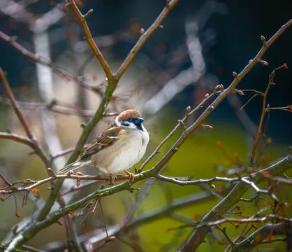 Sparrow sitting on the branch of a tree Stock Photos