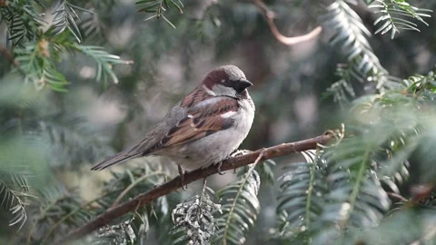 Sparrow sitting on branches in spruce forest, funny bird cleans its beak. Stock Footage 308477994