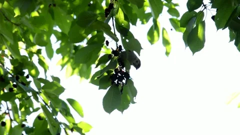 Sparrow is sitting on an cherries tree Stock Footage 134223005