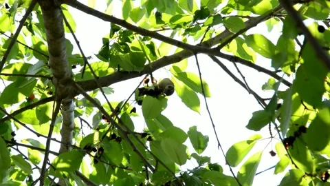 Sparrow is sitting on an cherries tree Stock Footage 134297217