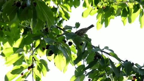 Sparrow is sitting on an cherries tree Stock Footage 134300294