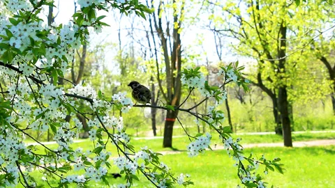 Sparrow sitting on cherry blossom Stock Footage 89657068