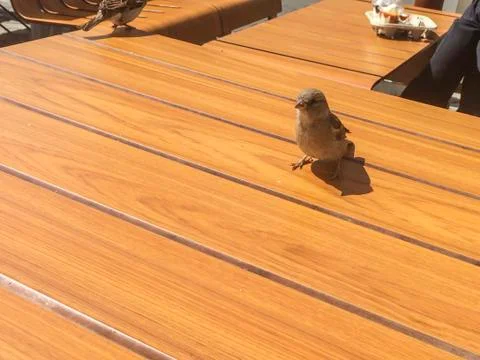 Sparrow sitting on a deck Stock Photos