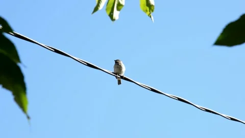Sparrow is sitting on an electric cable Stock Footage 133970976