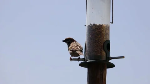 A sparrow is sitting at a feeder Stock Footage 152970759