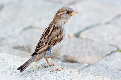 A sparrow sitting on the ground Stock Photos