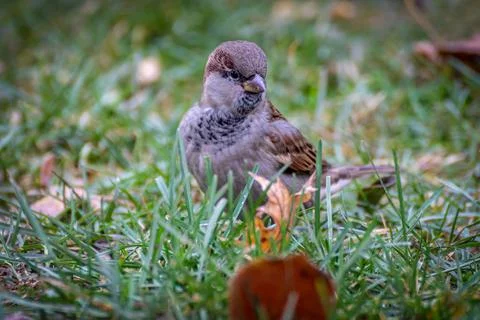 Sparrow sitting on the ground Stock Photos